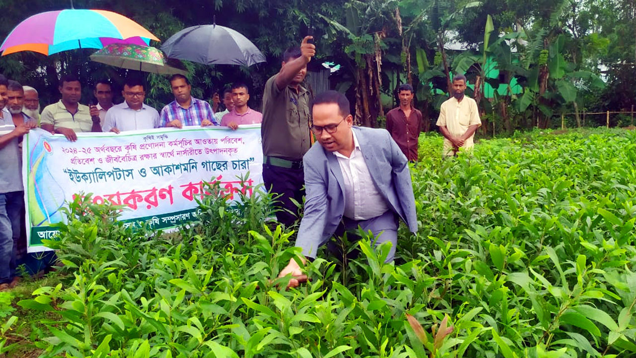 মধুপুরের উপজেলা নির্বাহী কর্মকর্তা মো.জুবায়ের হোসেন নিজ হাতে  নিষিদ্ধ গাছের চারা ধ্বংস করতেছেন । ছবি : আজকের প্রথা