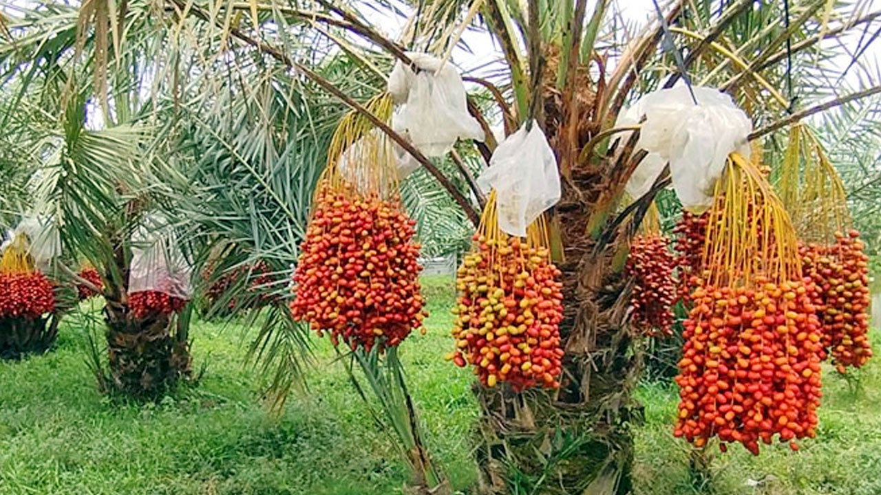 ছবি : আজকের প্রথা