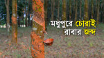 মধুপুর রাবার বাগানের ছবি : আজকের প্রথা গ্রাফিক্স