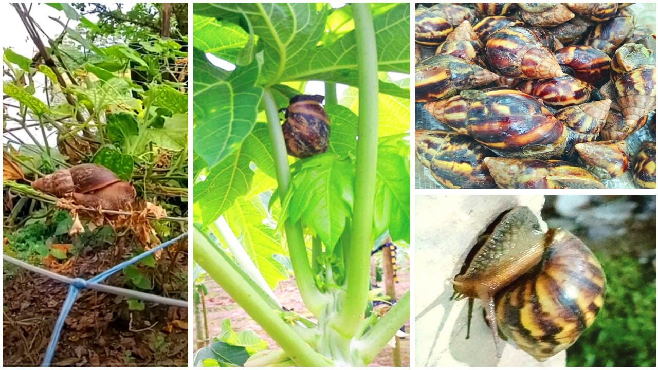 মধুপুরে ছড়িয়ে পড়েছে আফ্রিকান জাতের শামুক
