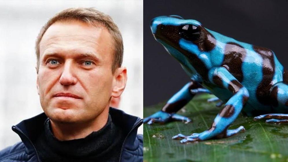 নাভালনির মৃত্যুর পেছনে ‘ডার্ট ফ্রগ’ বিষ? ইউরোপের বিস্ফোরক দাবি